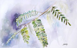 "Acacia", acuarela sobre papel. Lorena Martínez