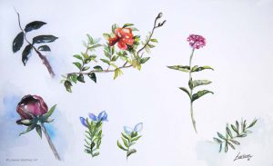 "Flores", acuarela sobre papel. Lorena Martínez